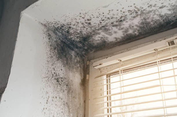 Affordable Black Mold Remediation solutions in Lewisburg, PA